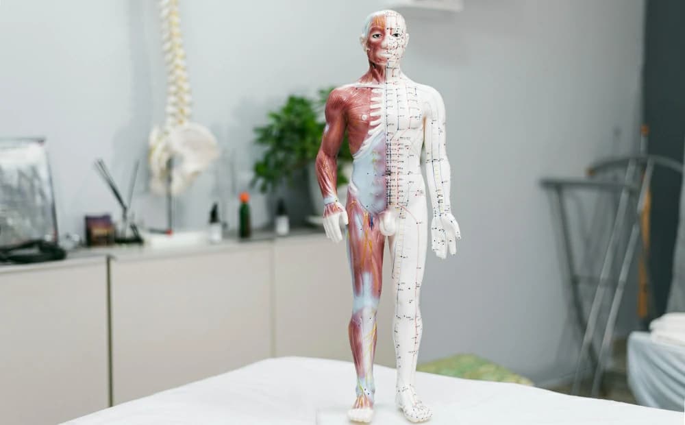 How the Immune System Spots Cancer Cells, and Why It Sometimes Misses Them