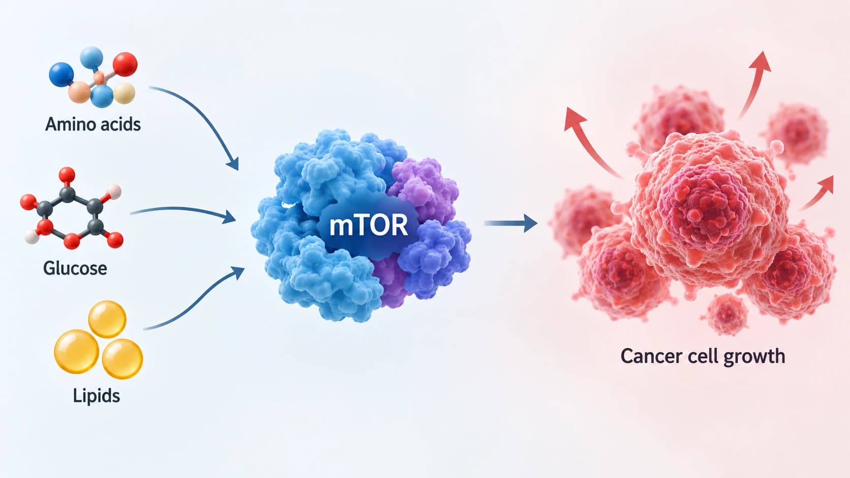 How Cells Decide When to Grow: The Science Behind mTOR and Cancer
